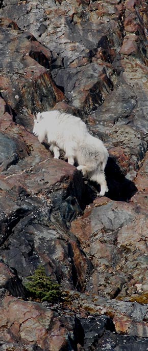 How much does a mountain goat weigh?