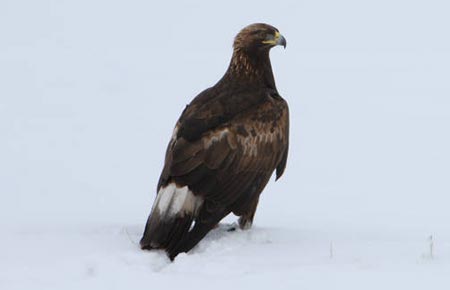 Picture of a golden eagle