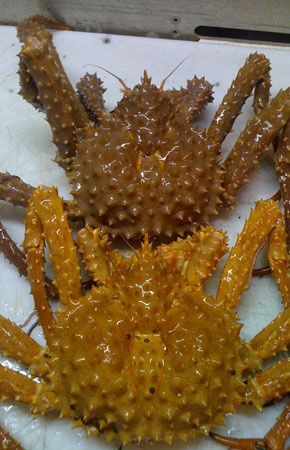 Photo of a Golden King Crab