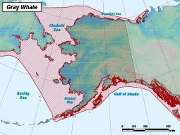 Gray Whale range map