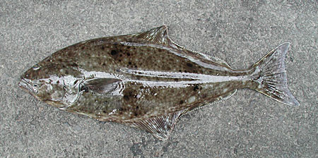 Photo of a Pacific Halibut
