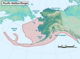 Pacific Halibut range map