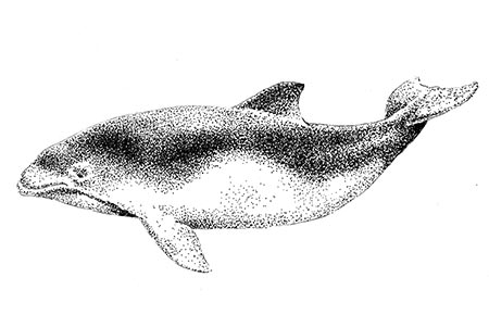 Photo of a Harbor Porpoise