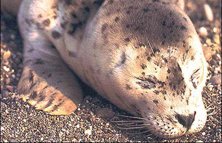 Photo of a Harbor Seal