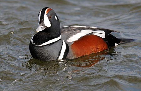 Photo of a Harlequin Duck