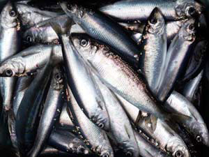 Photo of a Pacific Herring