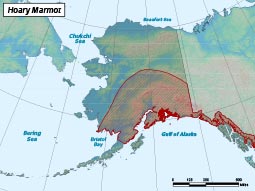 Hoary Marmot range map