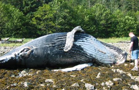 Photo of a Humpback Whale