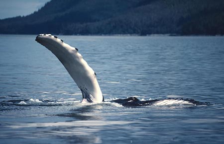 Picture of a humpback whale