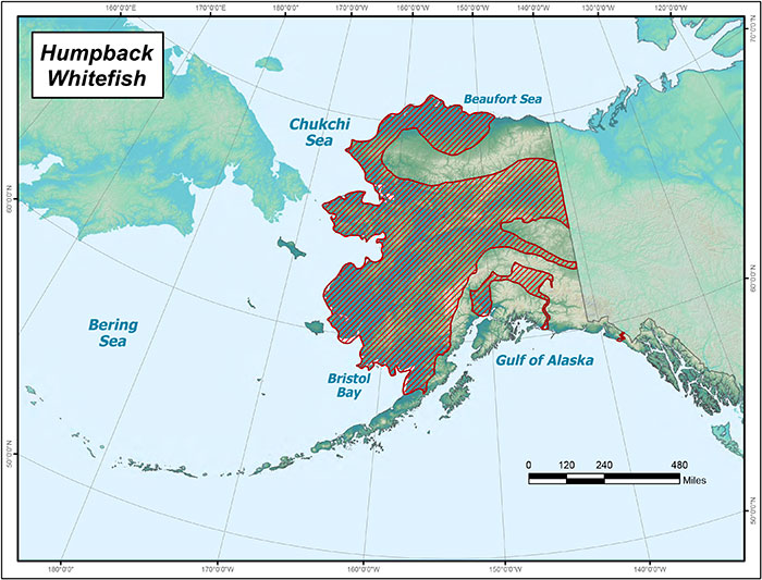 Range map of Humpback Whitefish in Alaska