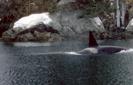 Photo of a Killer Whale