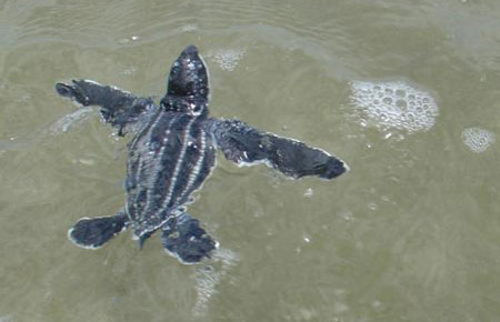 Photo of a Leatherback Sea Turtle