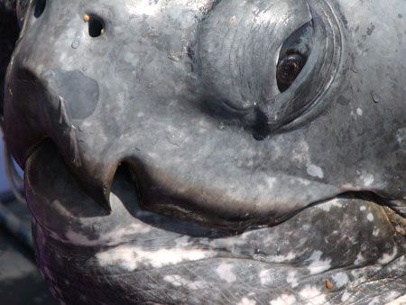 Photo of a Leatherback Sea Turtle