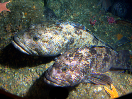 Photo of a Lingcod
