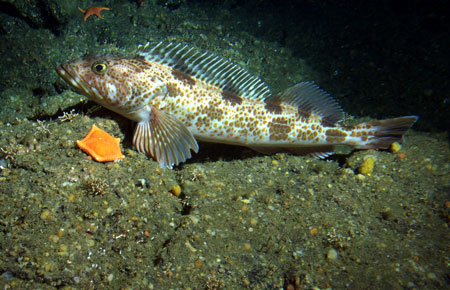 Photo of a Lingcod