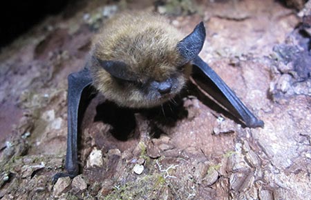 Photo of a little brown bat