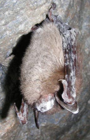 Photo of a Little Brown Bat