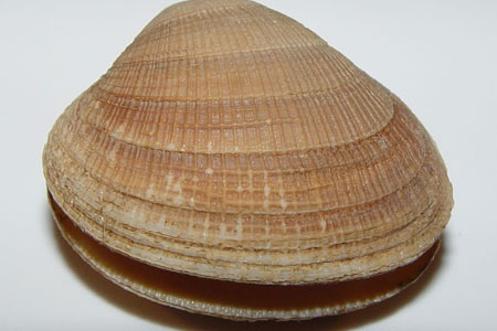 Photo of a Littleneck Clam