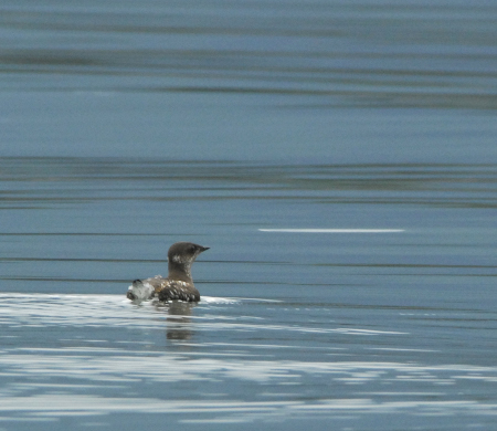 Photo of a Marbled Murrelet