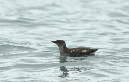 Photo of a Marbled Murrelet