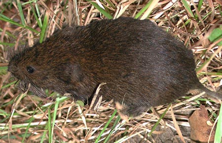 Photo of a Meadow Vole