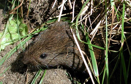 Photo of a Meadow Vole