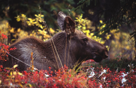 Photo of a Moose