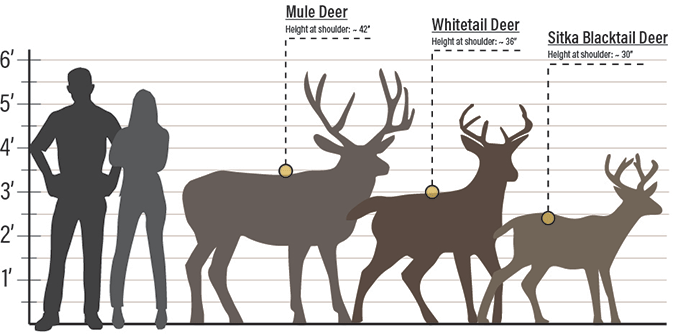 Mule deer height at shoulder - 42