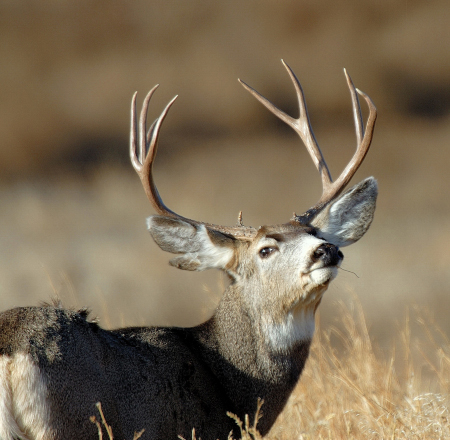 Photo of a Mule Deer