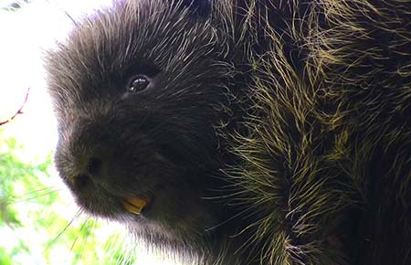 Photo of a North American Porcupine