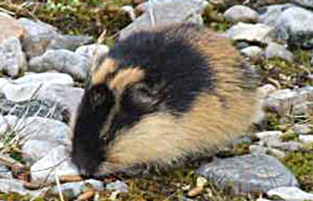 Photo of a Northern Collared Lemming