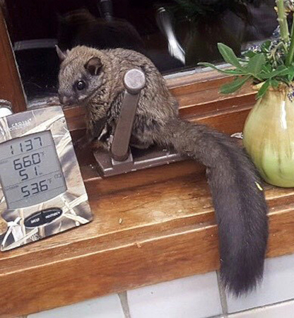 Photo of a Northern Flying Squirrel