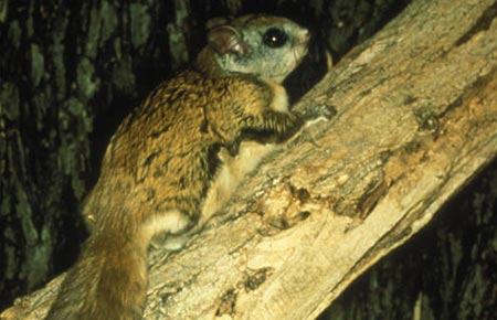 Photo of a Northern Flying Squirrel