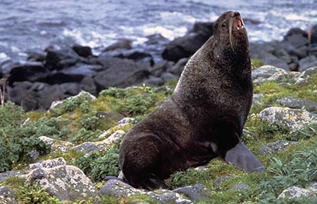 Photo of a Northern Fur Seal