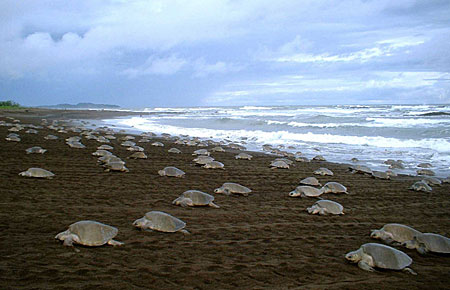 Photo of a Olive Ridley Sea Turtle