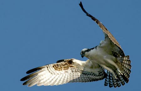 Photo of an Osprey