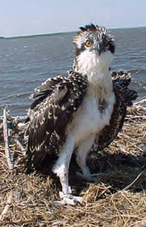 Photo of a Osprey