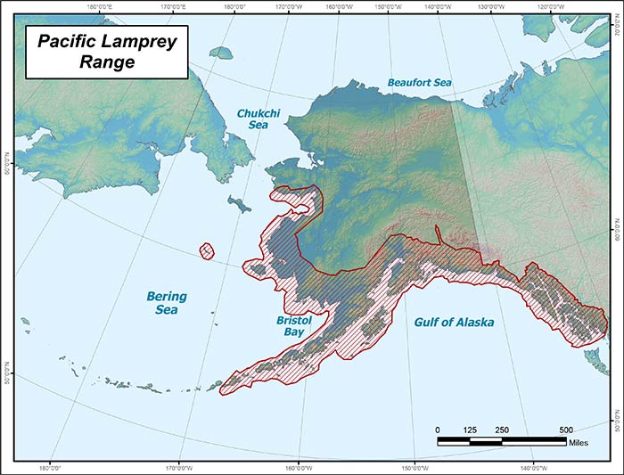 Range map of Pacific Lamprey in Alaska