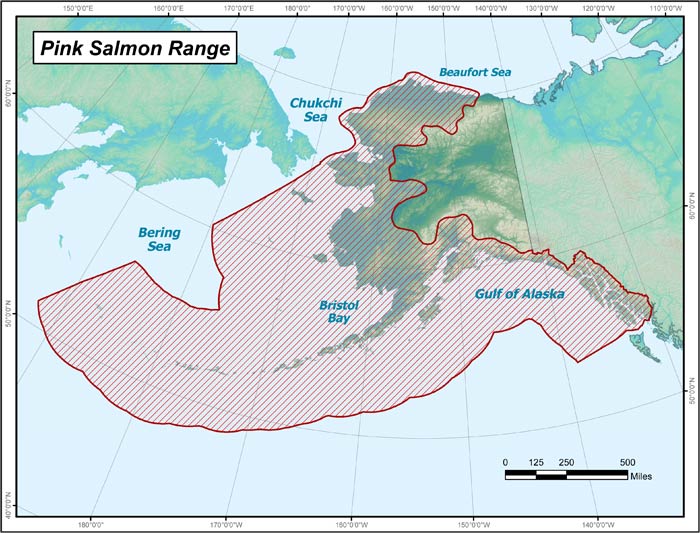 Range map of Pink Salmon in Alaska