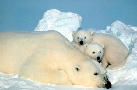 Photo of a Polar Bear