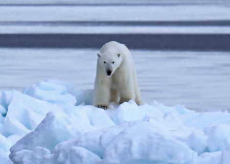 Photo of a Polar Bear