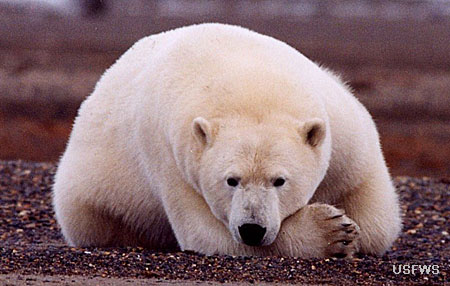 What is the lifespan of a polar bear?