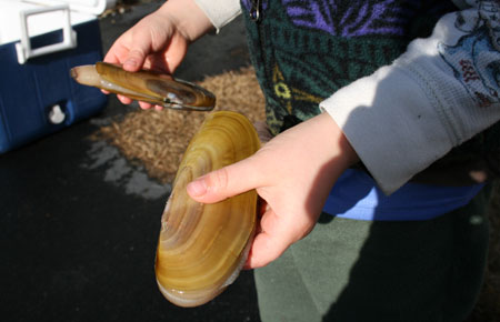 Photo of a Razor Clam