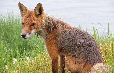 Photo of a Red Fox