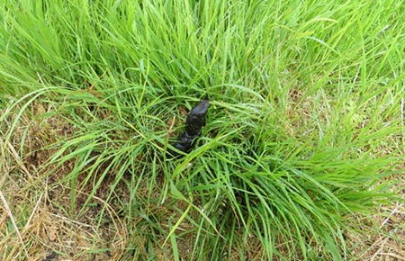 Image of Red Fox scat