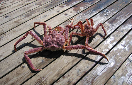 Photo of a Red King Crab