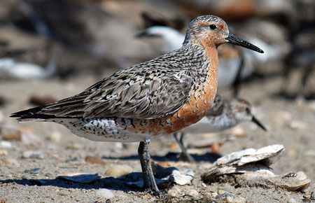 Photo of a Red Knot