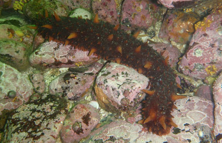 Photo of a Red Sea Cucumber