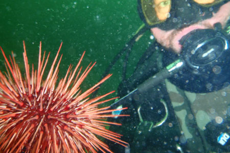 Photo of a Red Sea Urchin