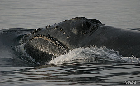 Photo of a North Pacific Right Whale